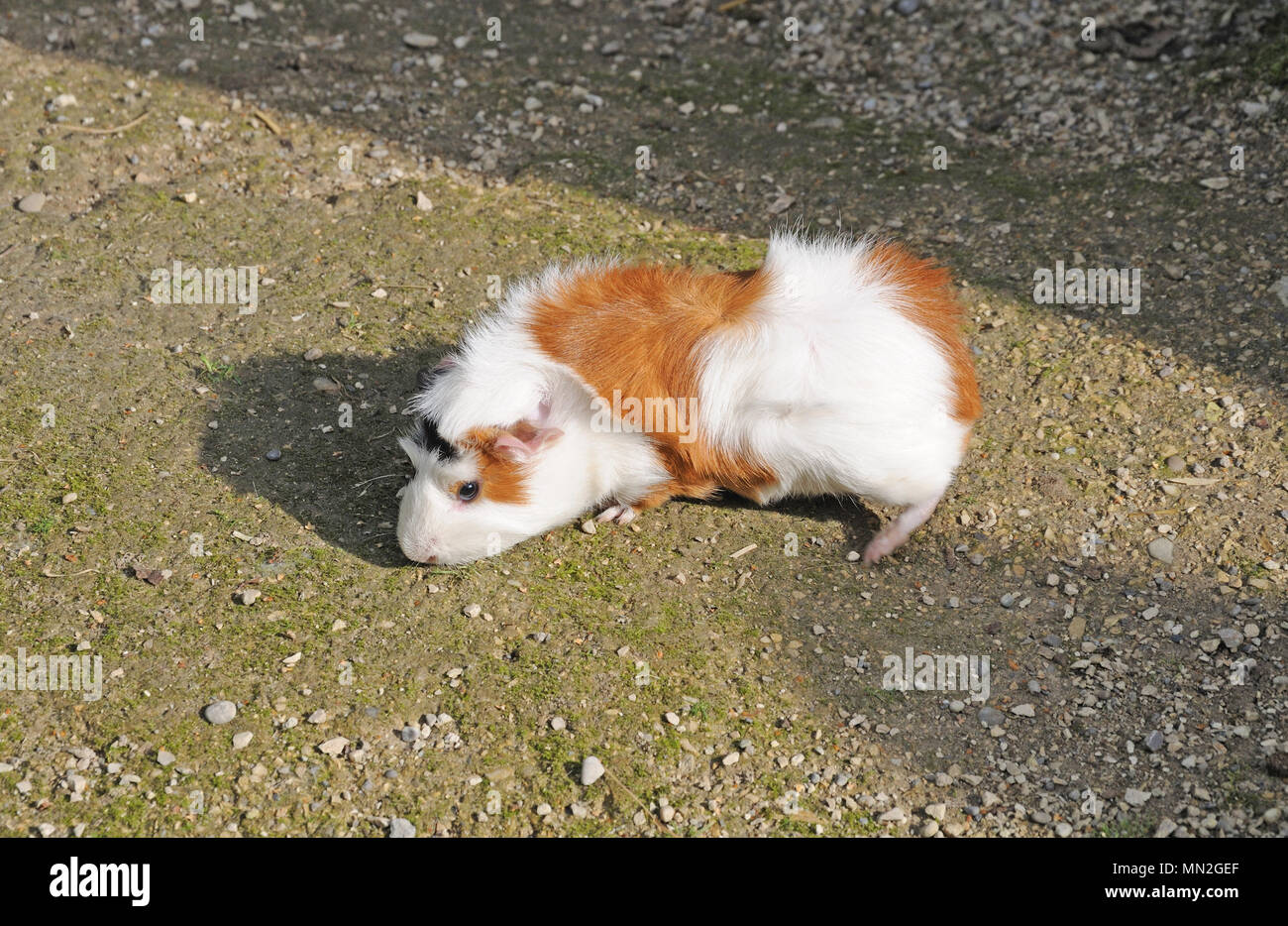 Abyssinian Guinea Pig With White And Red Curly Hair Stock Photo