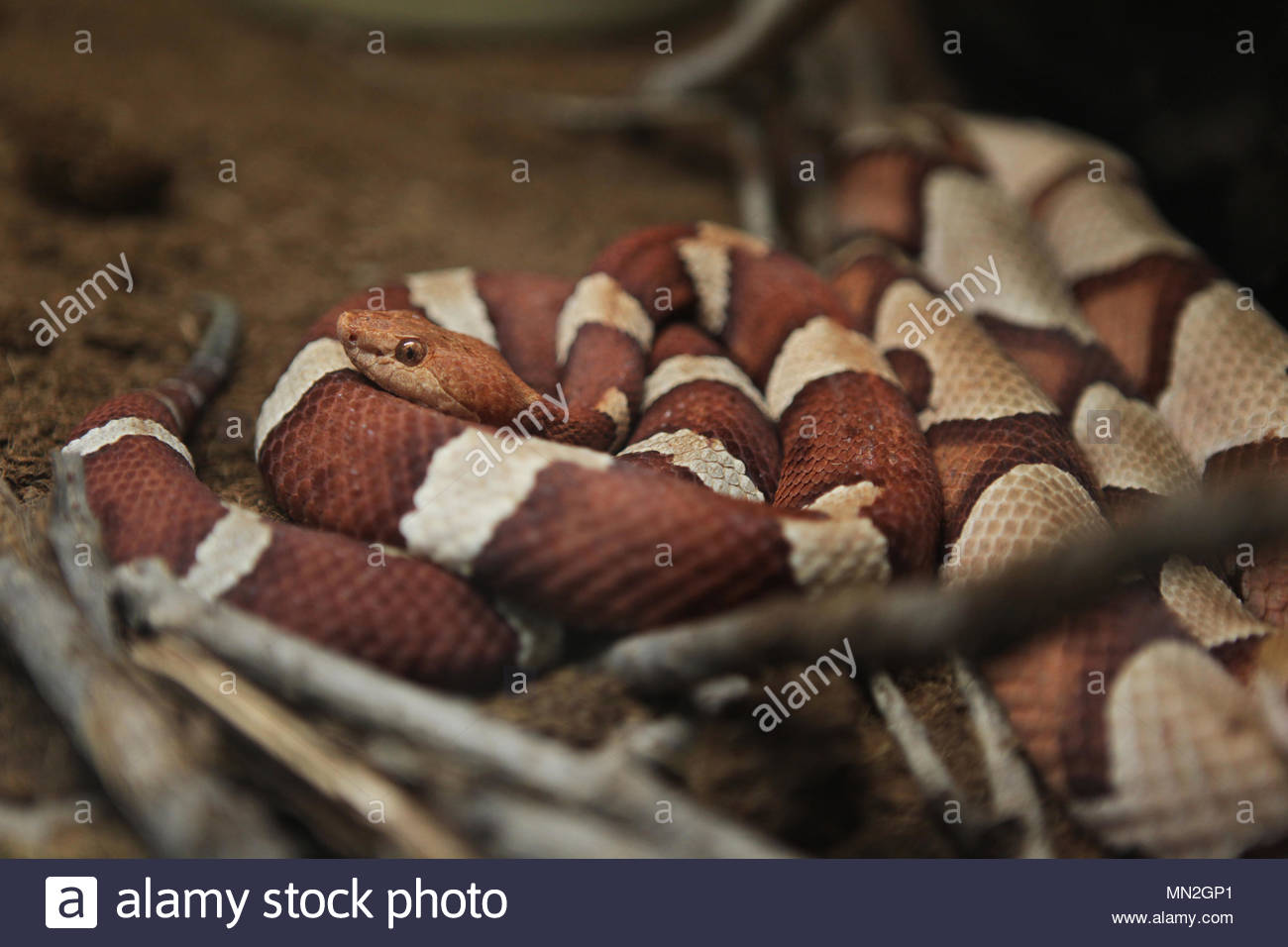 Image showcasing Investment Quality Snakes, Captive Born Reptiles, Snake Breeder, South ...