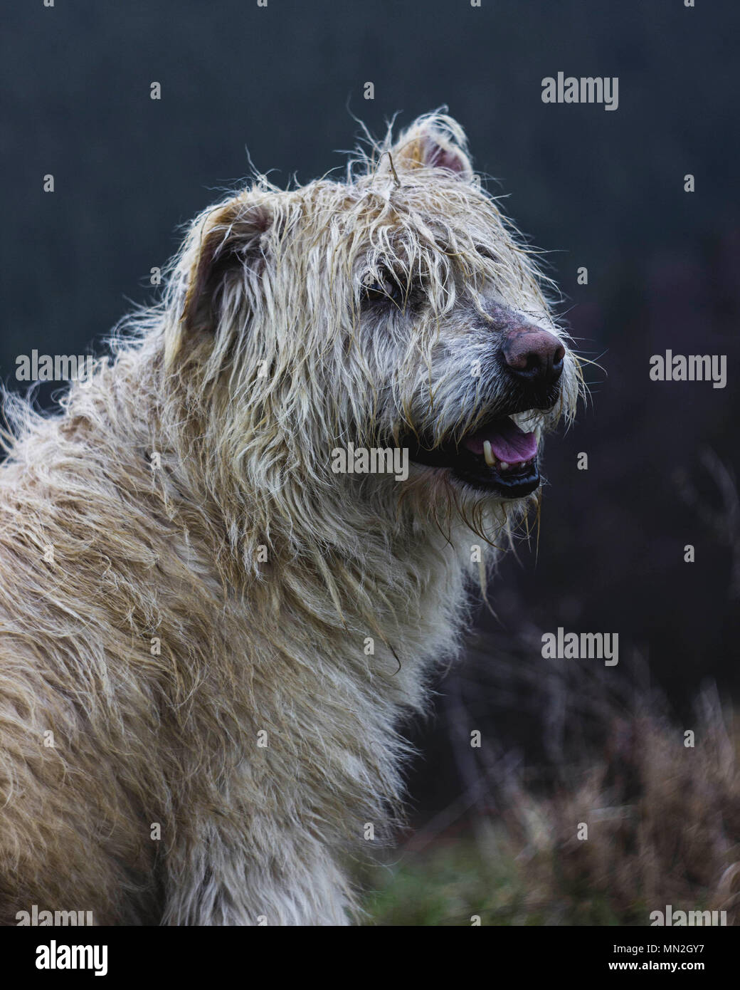 A dog sitting in tall grass Stock Photo - Alamy