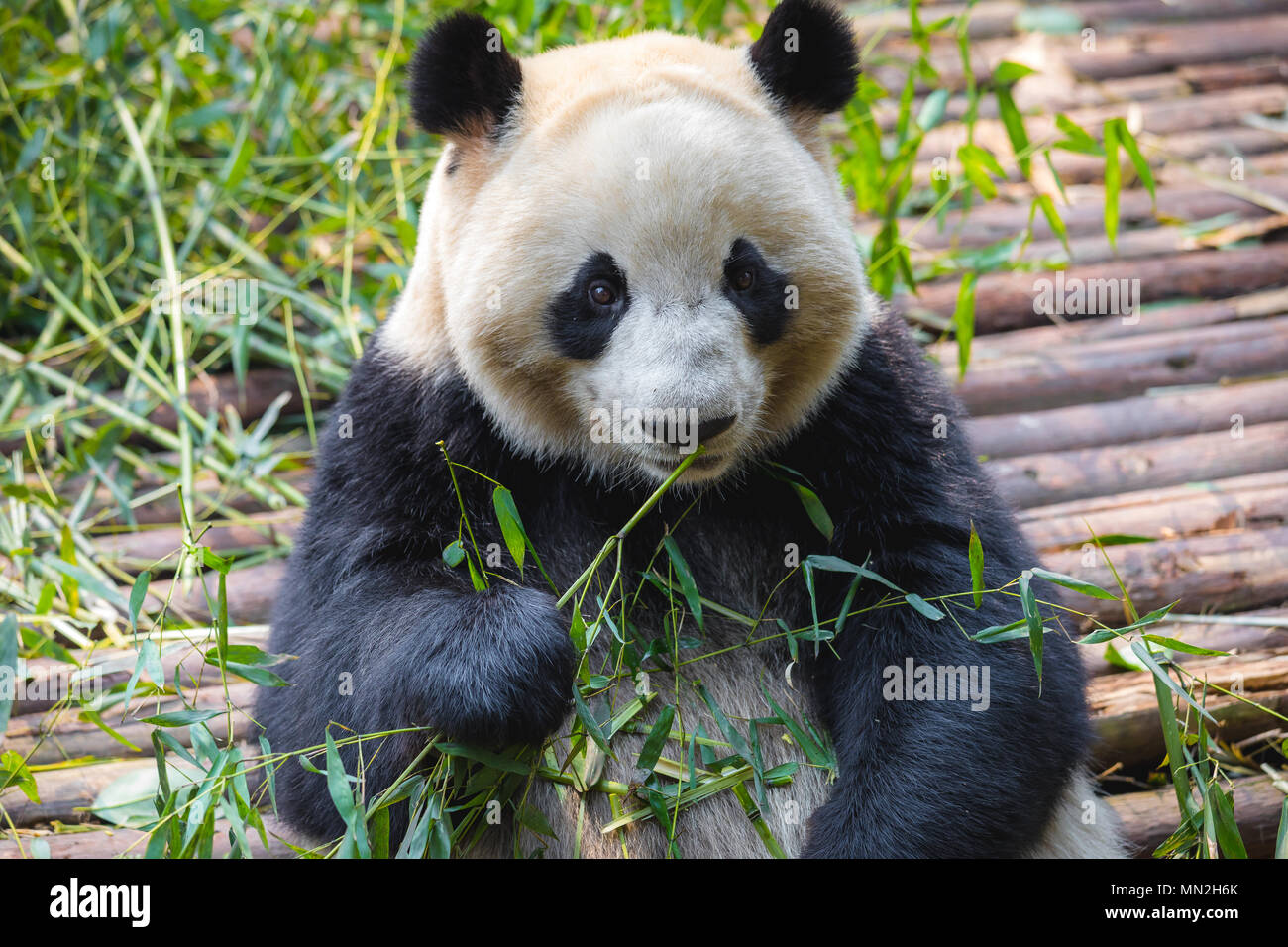 Portrait of a giant panda eating bamboo . . Stock Photo