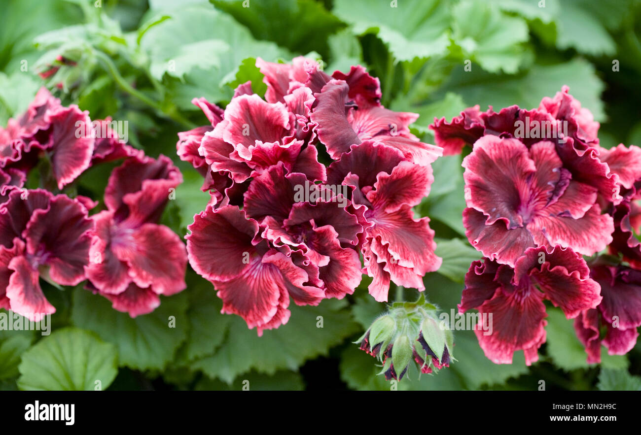 Pelargonium 'Rimfire' flowers. Stock Photo