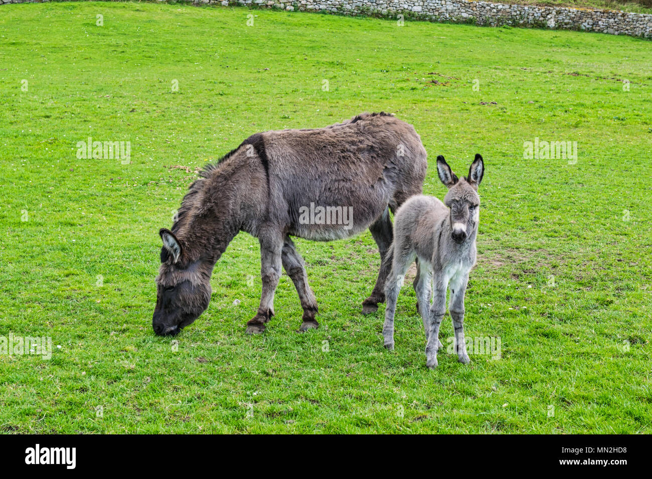 A mother Donkey and her baby Foal in a field Stock Photo