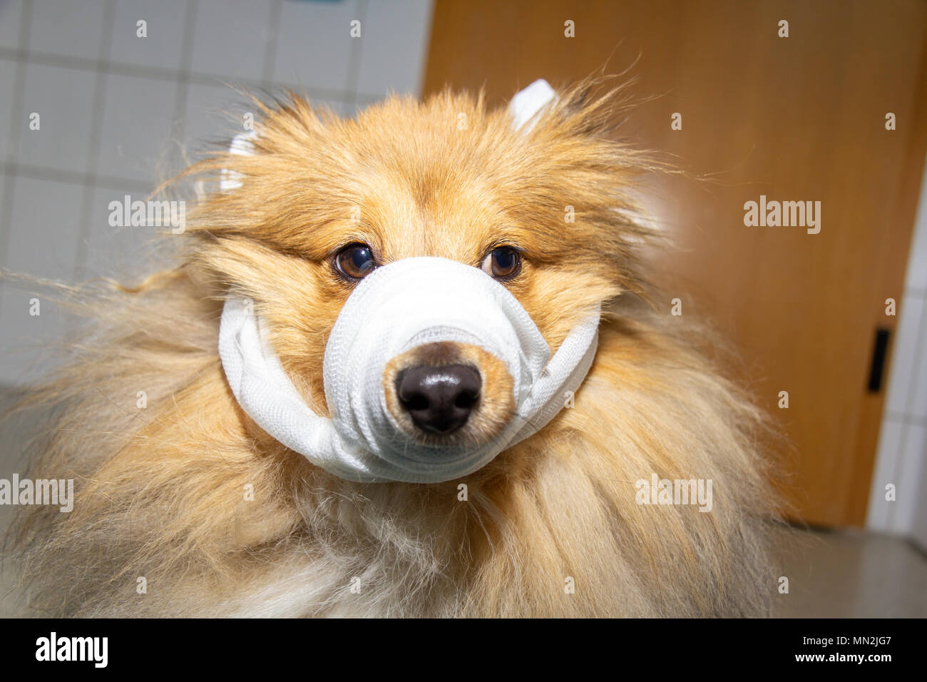 Dog nose bandage deals