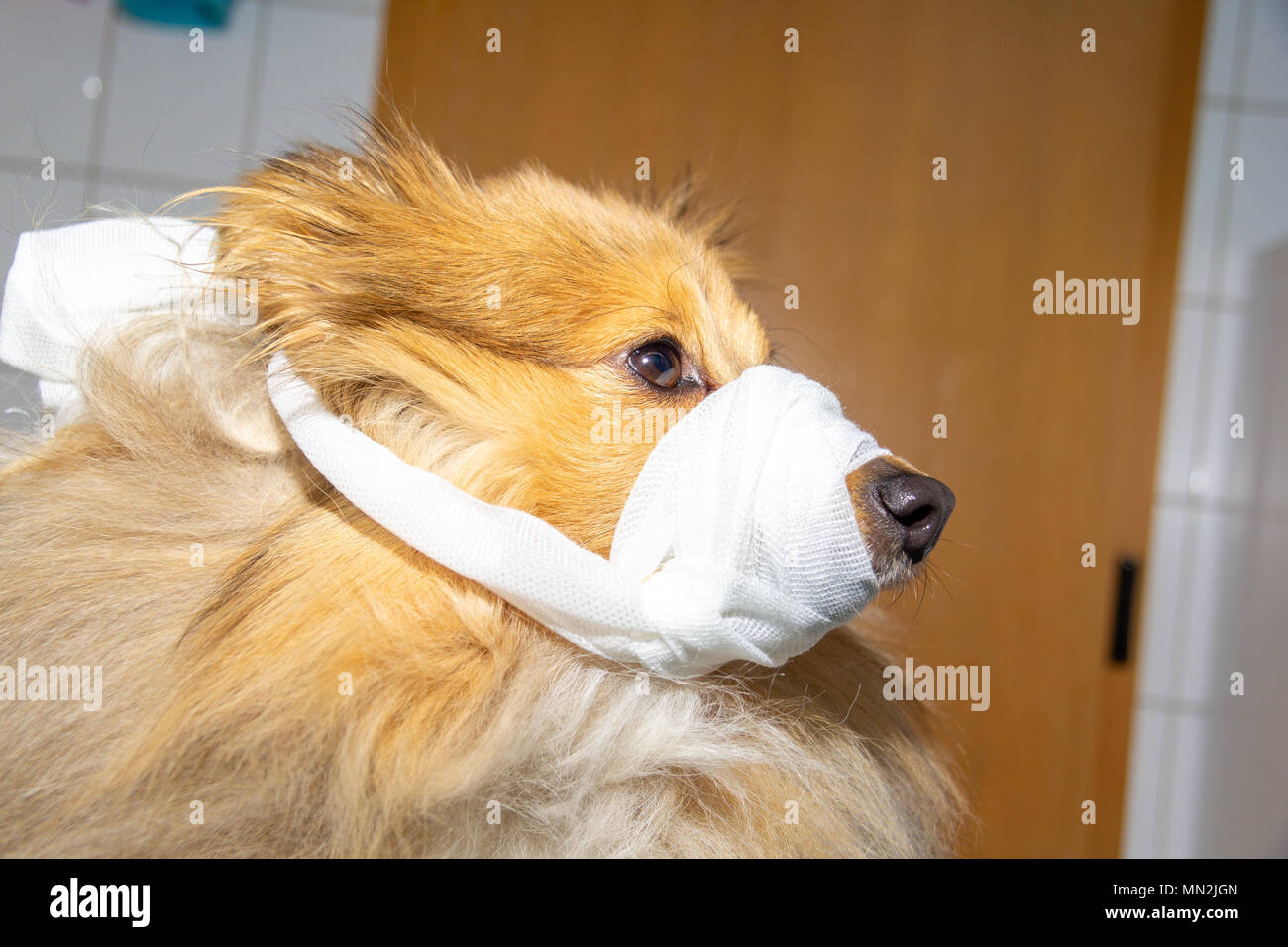 Human puts a bandage around the snout of a dog Stock Photo Alamy