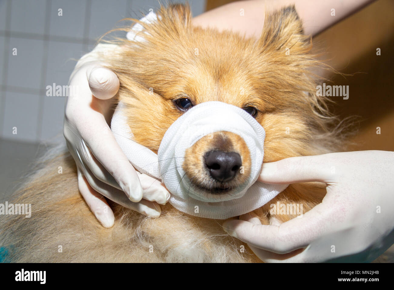 Human puts a bandage around the snout of a dog Stock Photo Alamy