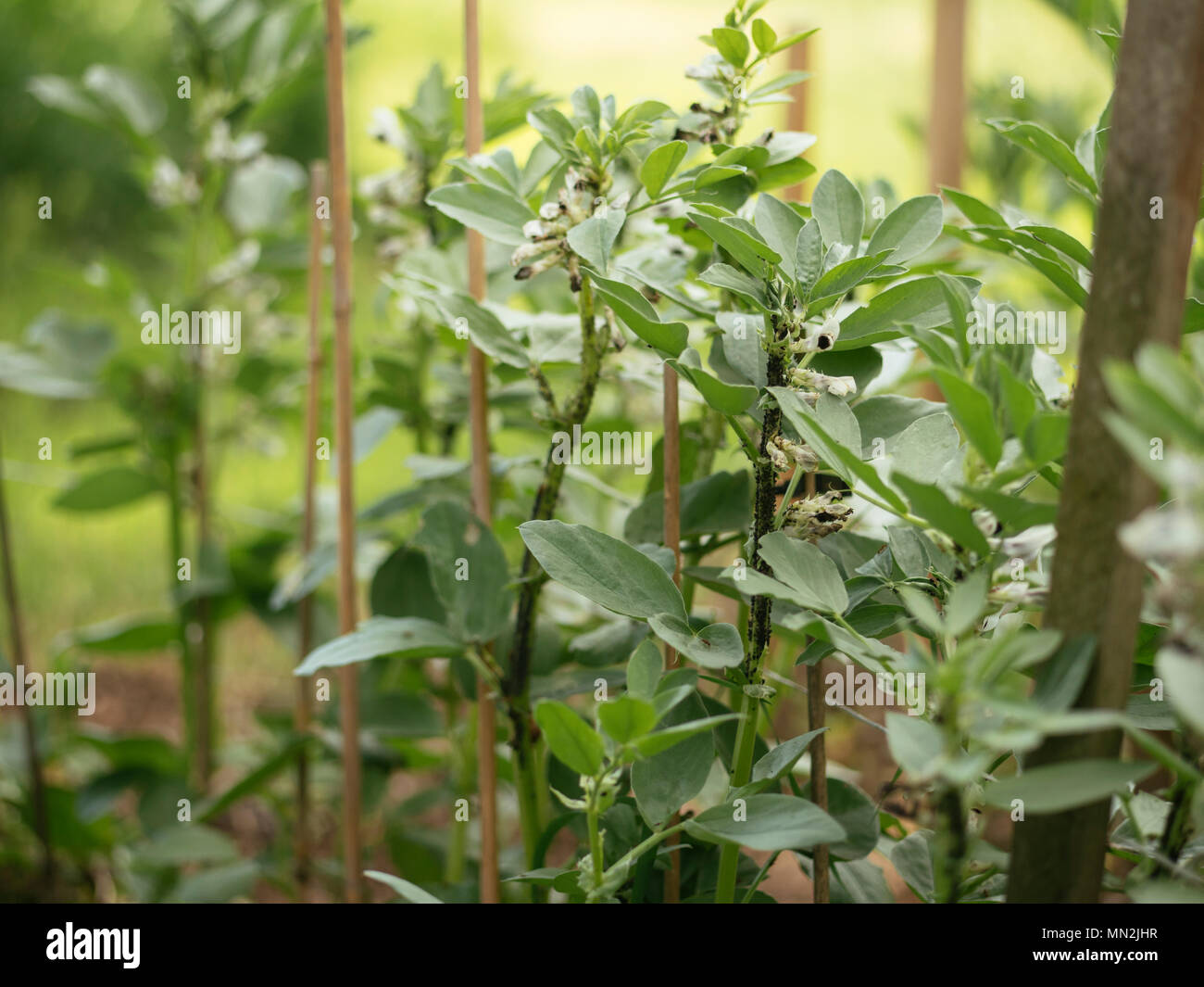 Fava bean plants invested with aphids Stock Photo