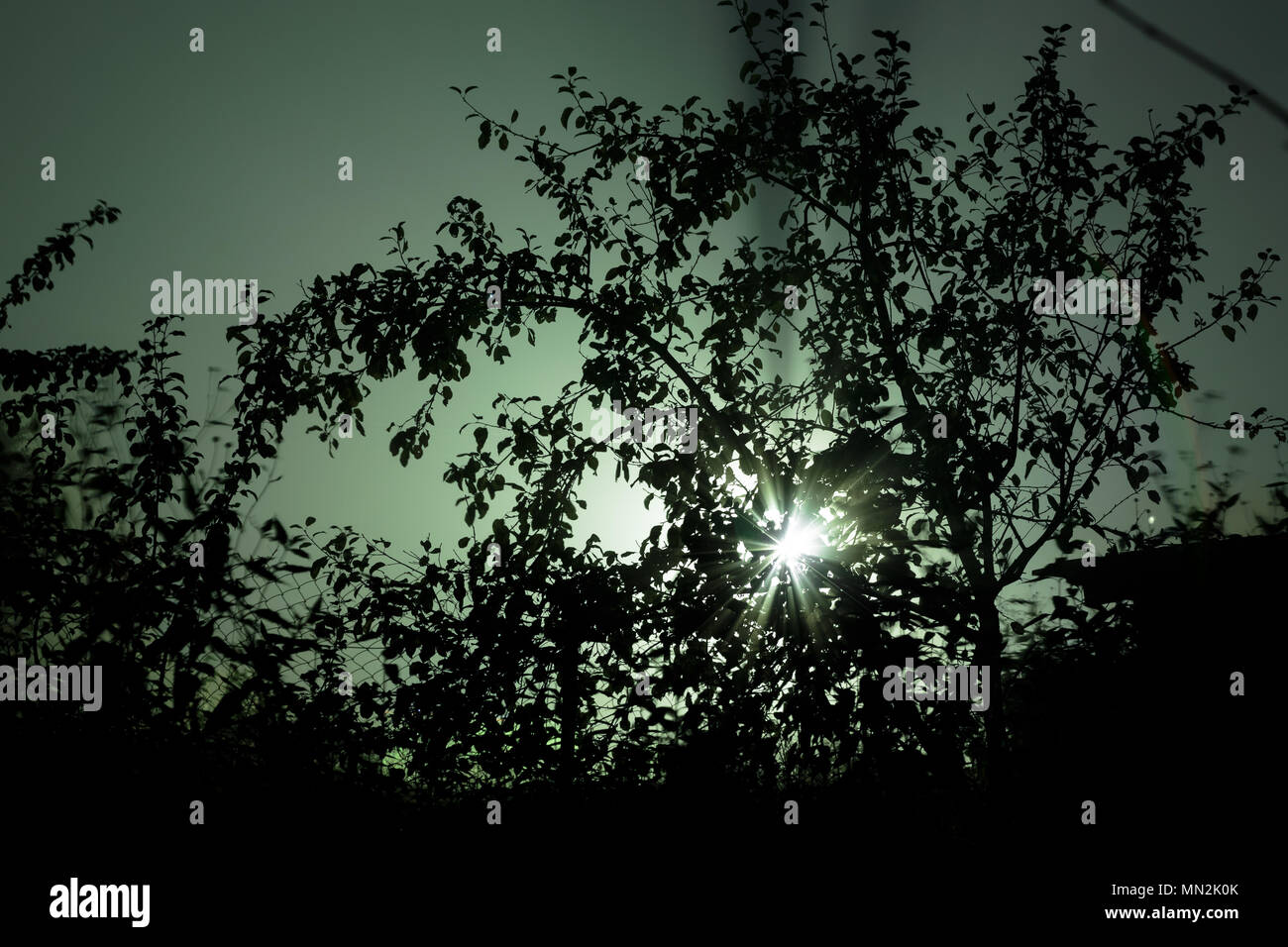 light breaks through the branches of a tree at night Stock Photo