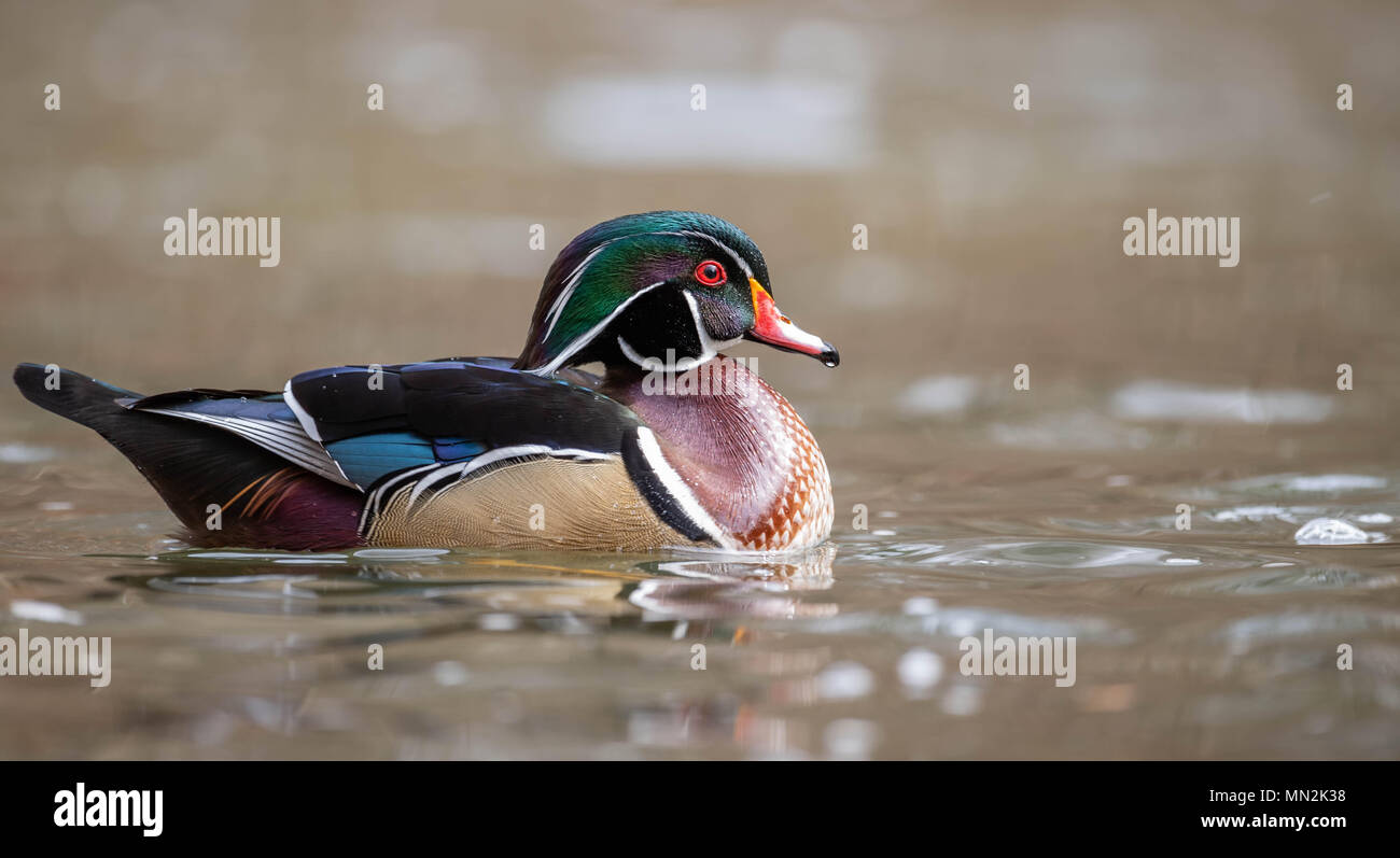 Wood Duck Stock Photo