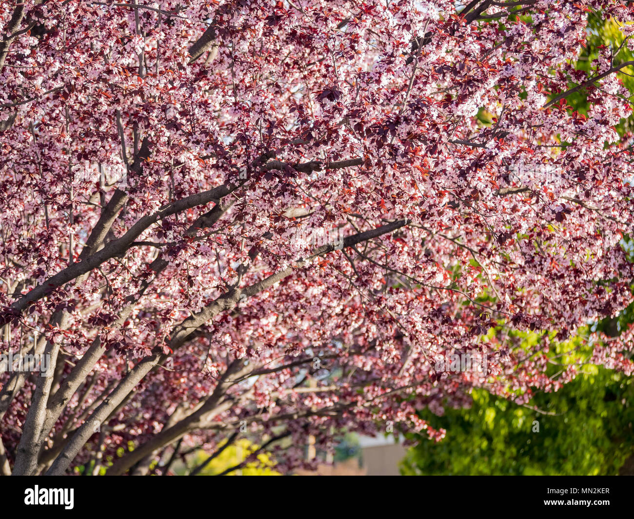 Pink cherry tree blossom at San Francisco Stock Photo Alamy