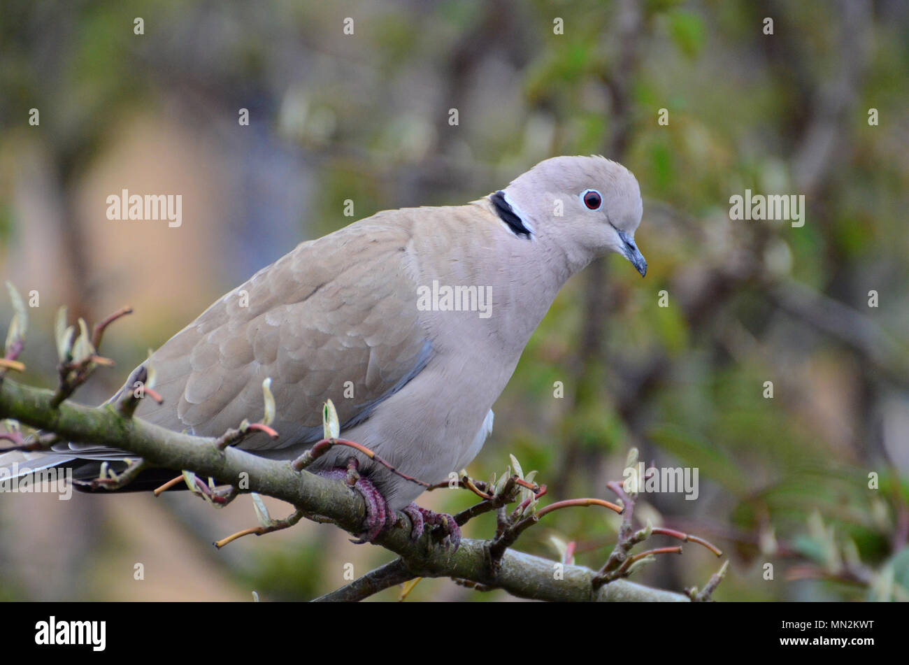 Collared dove and uk hires stock photography and images Alamy