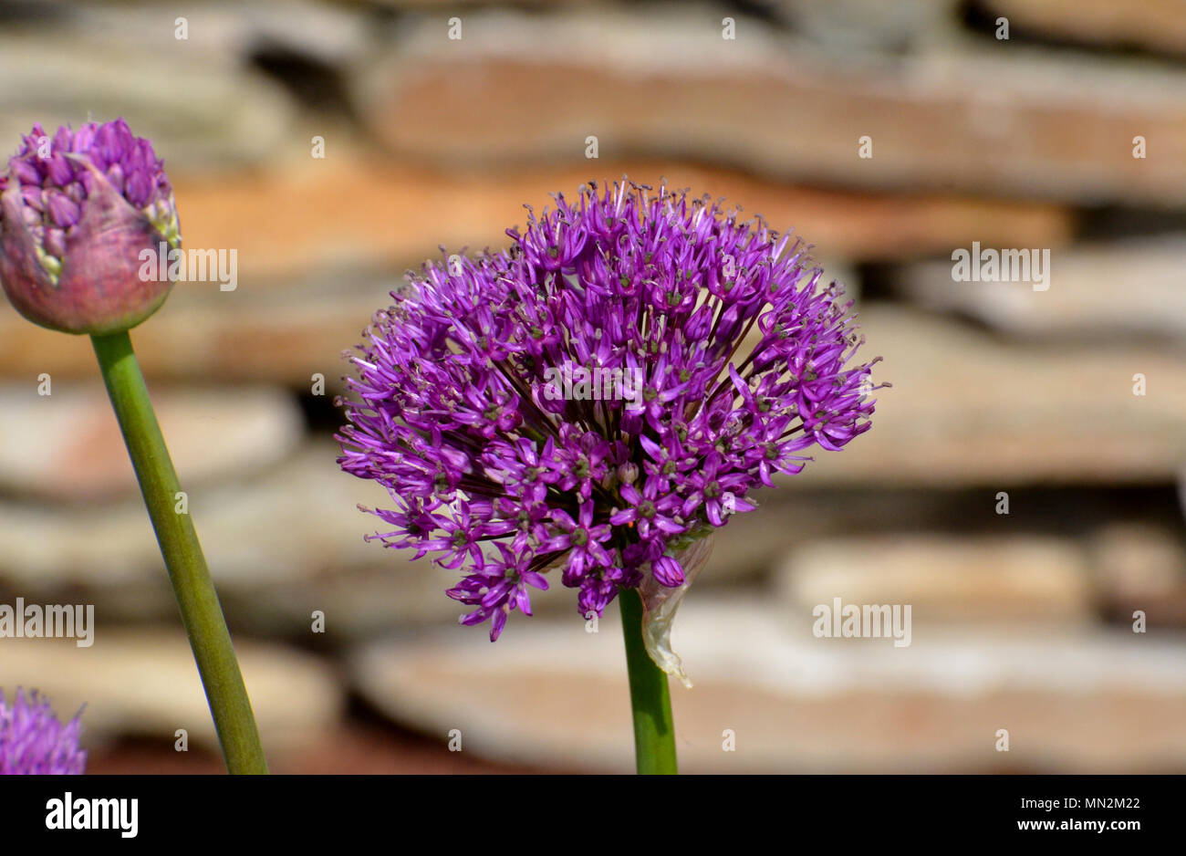 Purple alium flowers against background of stone wall Stock Photo
