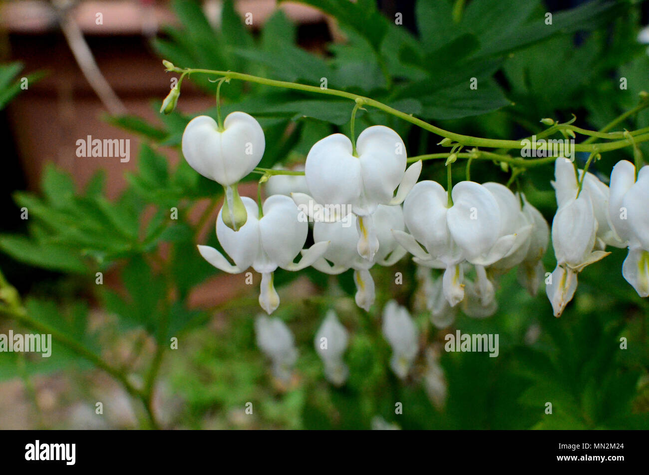 Heart Shaped Flowers High Resolution Stock Photography And Images Alamy