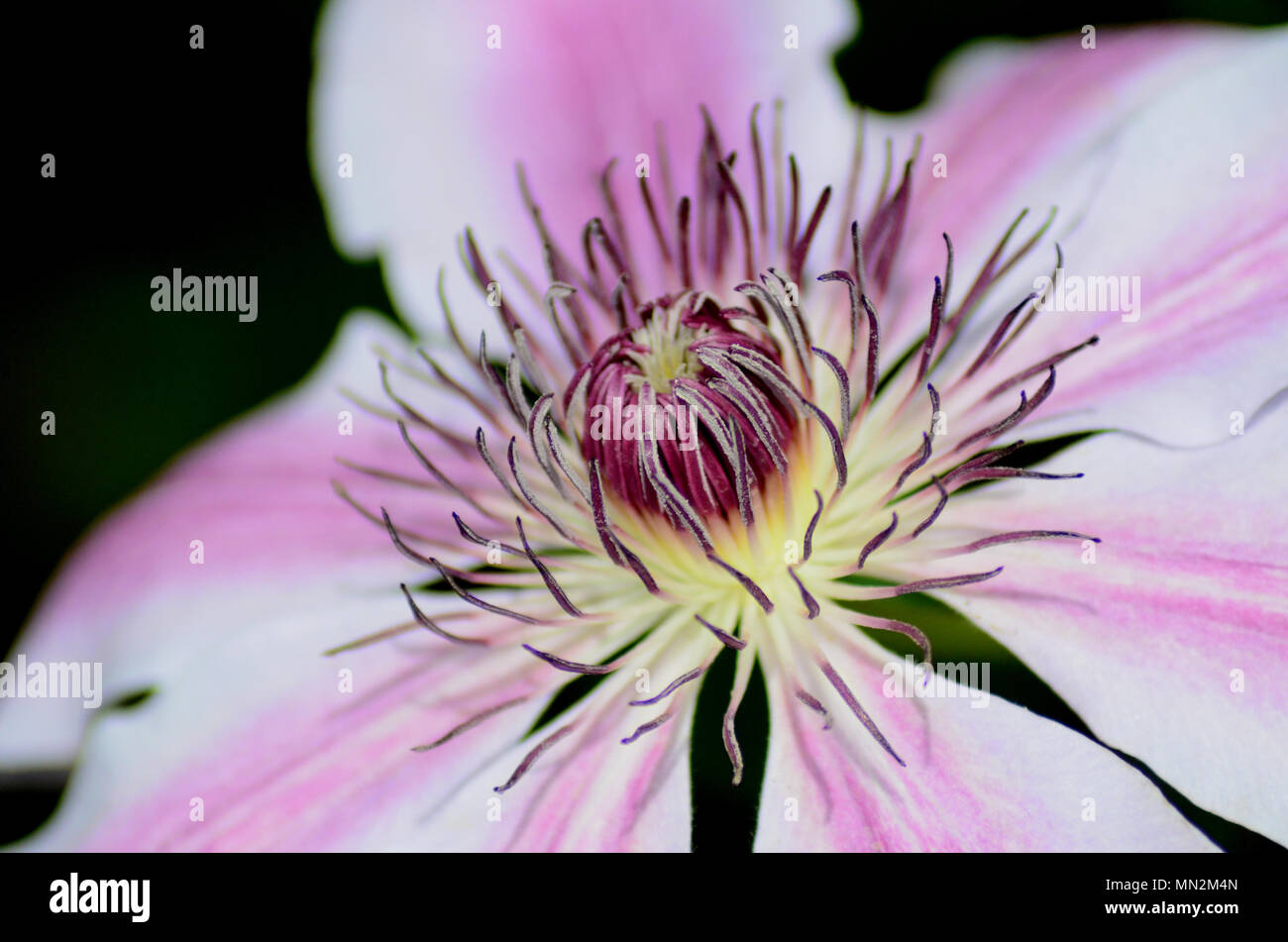 Macro close up of pink and white clematis hybrid flower Stock Photo