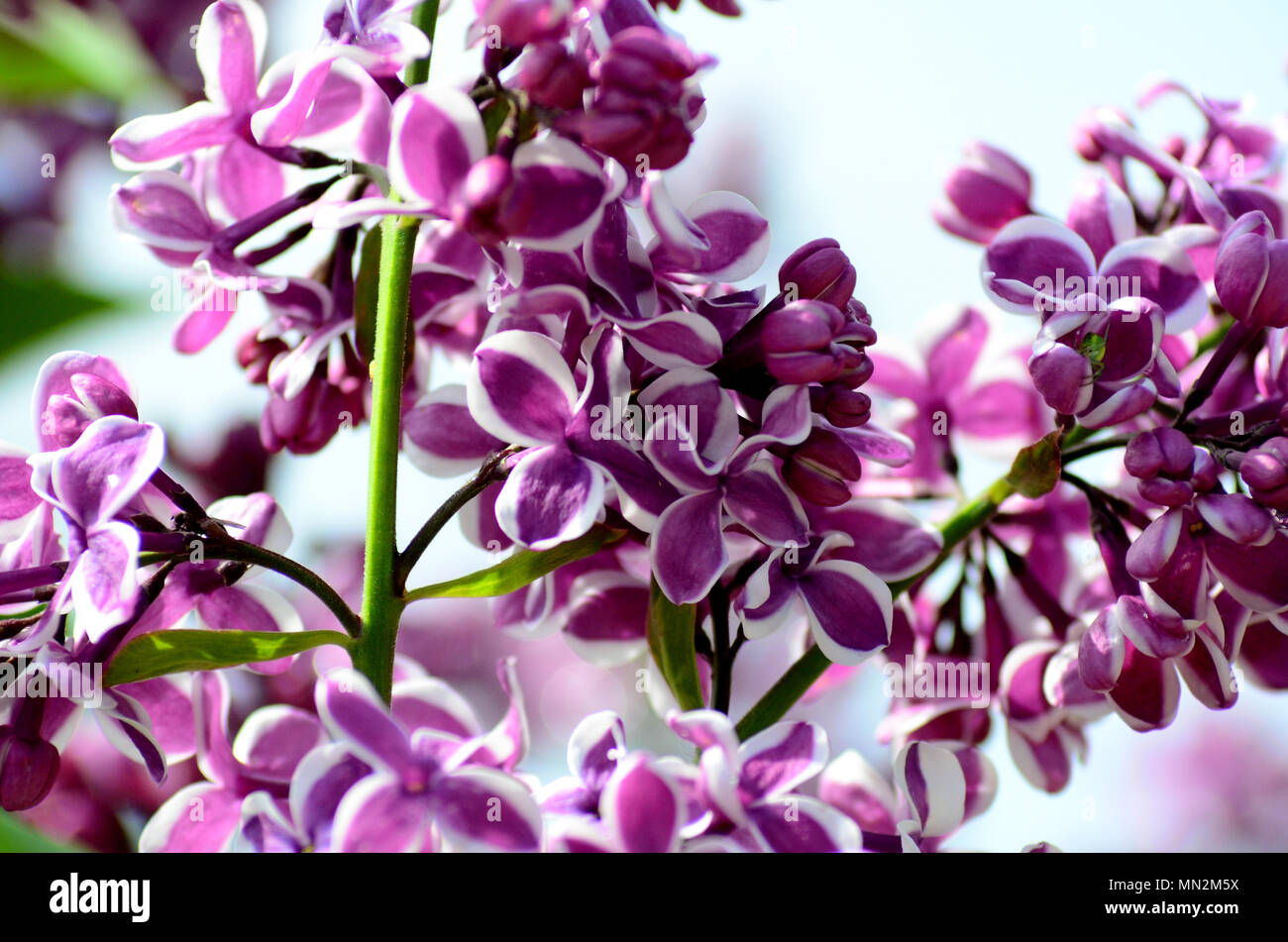 Lilac Syringa vulgaris purple and white flowers Stock Photo