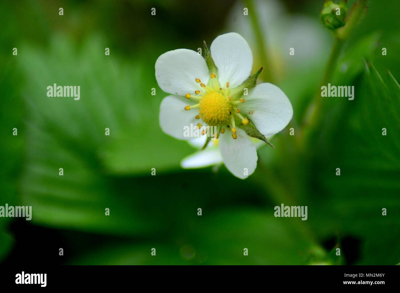 White Strawberry flower against background of green leaves Stock Photo ...