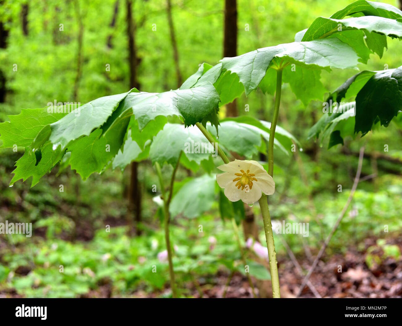 Scenic view of a mayapple flower and umbrella shaped leaves. Stock Photo
