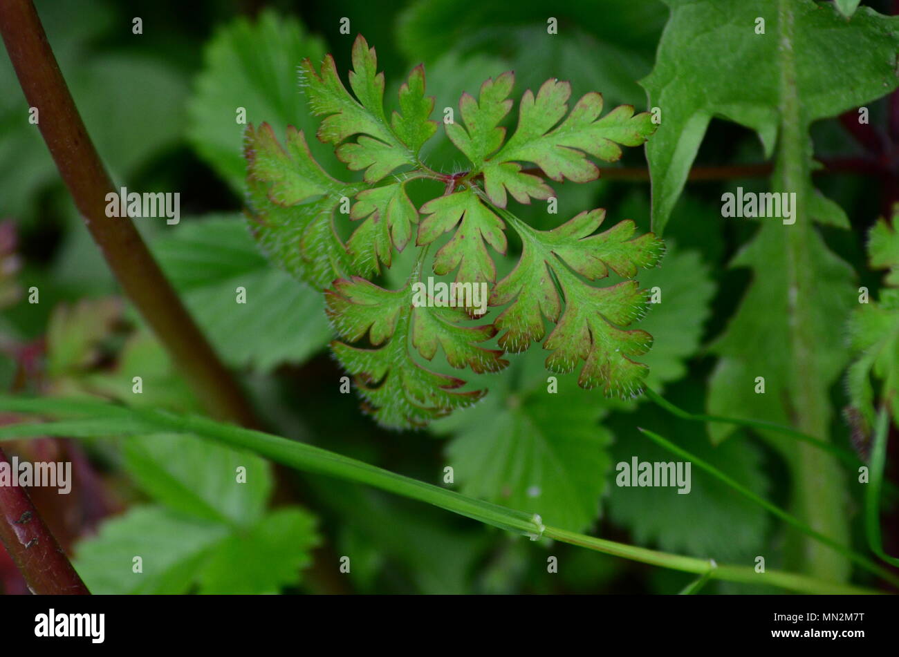 ringed-leaves-hi-res-stock-photography-and-images-alamy