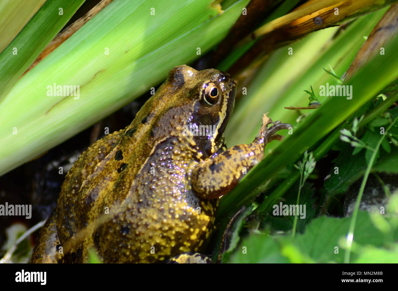 Common Frog Rana temporaria in pond in UK Stock Photo - Alamy