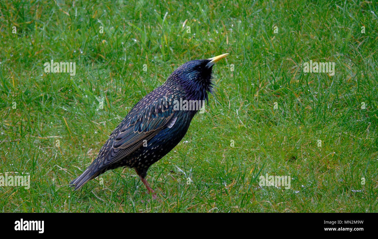 Starling stood on grass looking upwards, UK wild bird Stock Photo