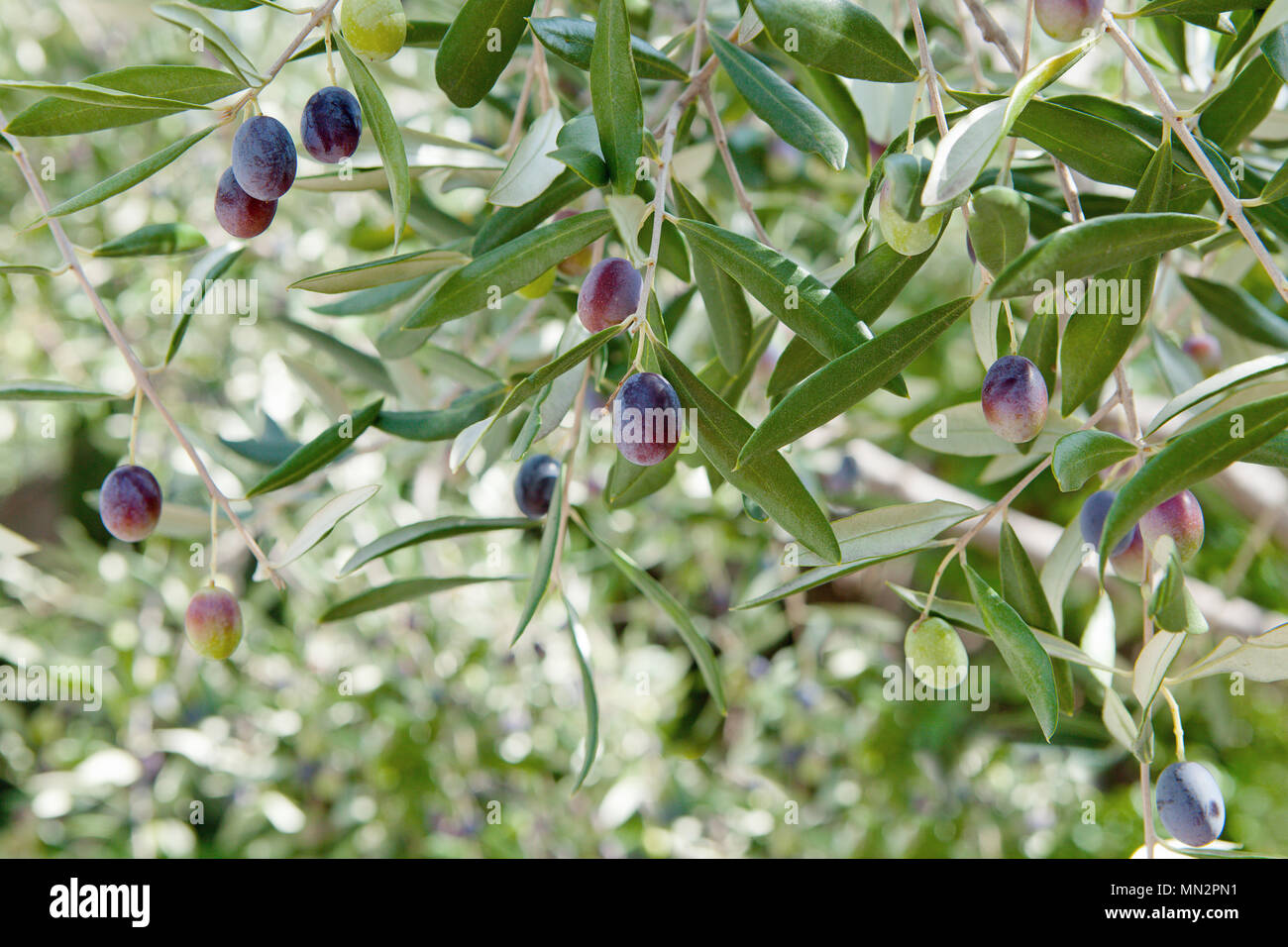 Olives on olive tree in autumn. Season nature image Stock Photo