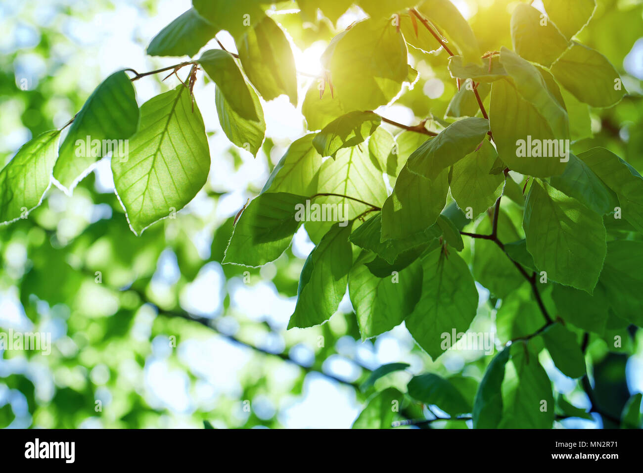 Green leaves background Stock Photo - Alamy