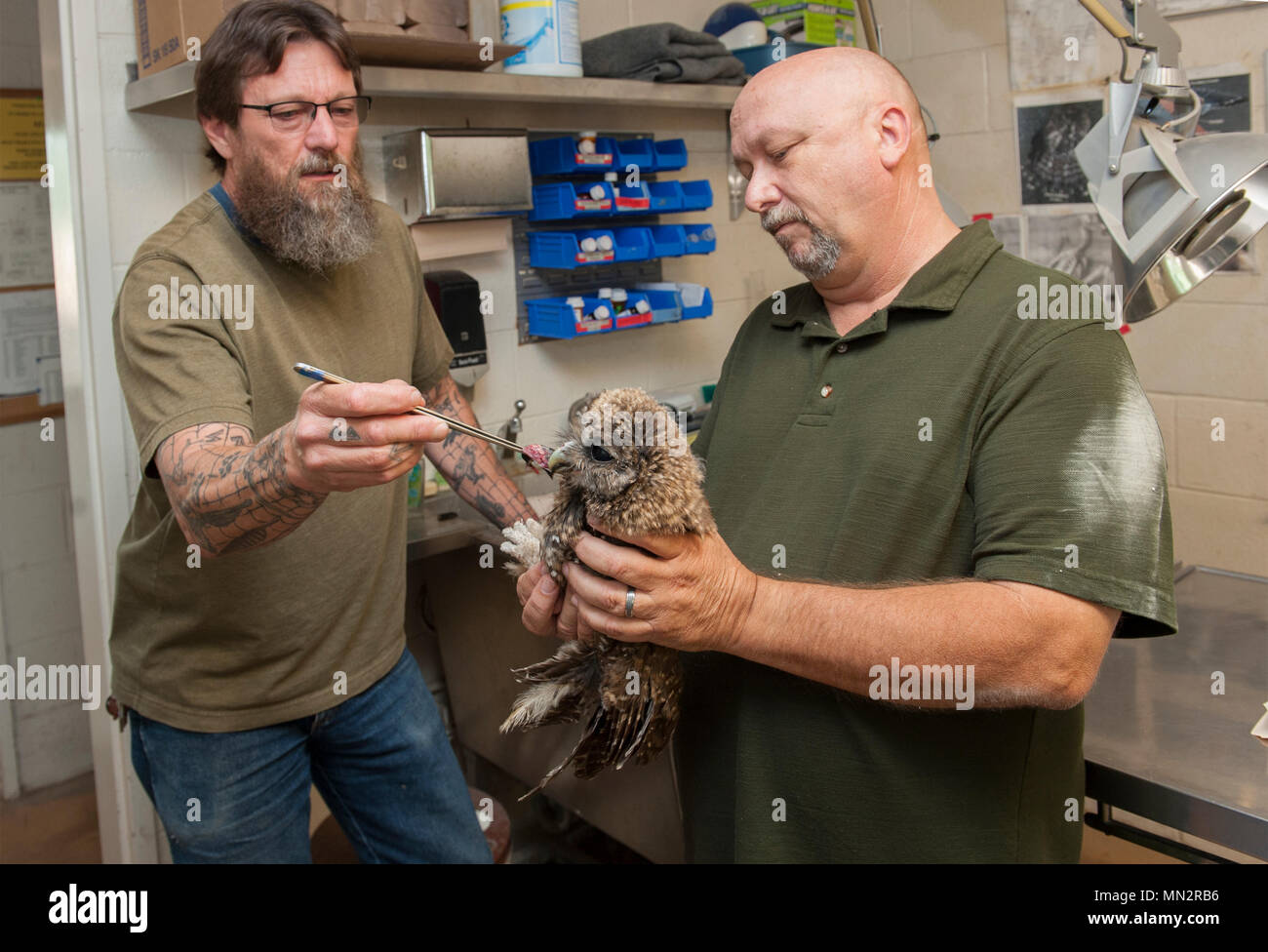 Retired Master Sgt. Randy Couch holds a juvenile Northern Spotted Owl while Bret Stedman, California Raptor Center manager, offers it food, Aug. 17, 2017, at the CRC, University of California, Davis. The CRC is an educational and research facility dedicated to the rehabilitation of injured and orphaned birds of prey. (U.S. Air Force photo by Heide Couch Stock Photo