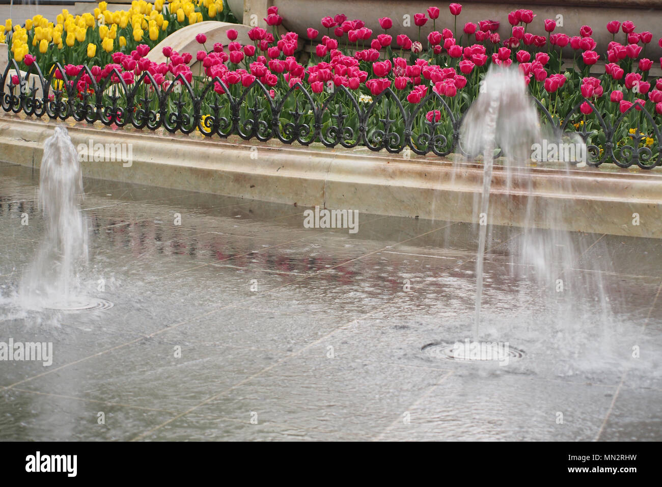 Leicester Square, London, water feature fountains with a back drop of a raised tulip bed Stock Photo