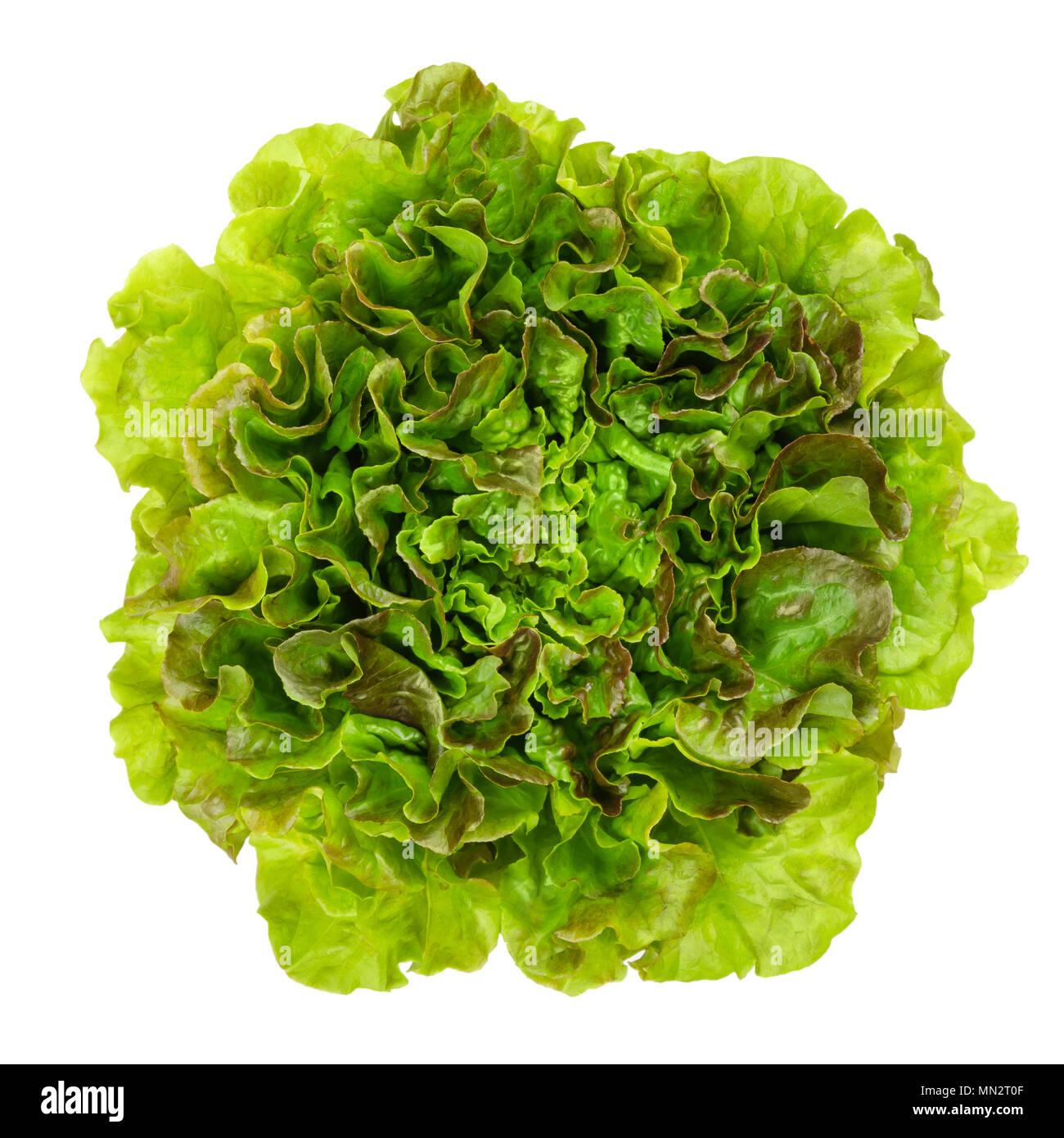 Young Batavia Red lettuce from above. Summer or French crisp. Loose leaf lettuce. Reddish green salad head with crinkled leafs and wavy leaf margin. Stock Photo
