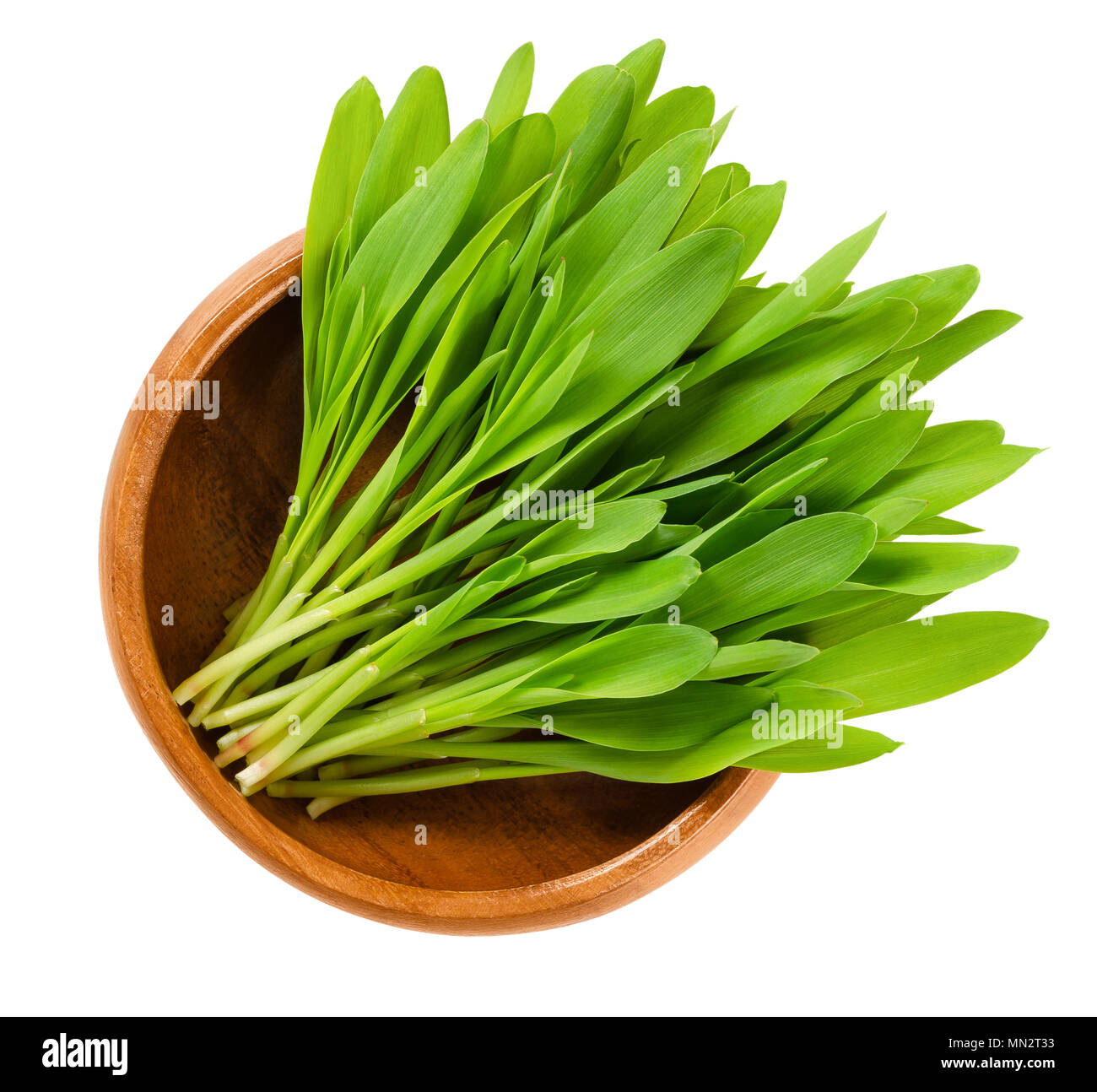 Popcorn microgreen in wooden bowl. Green seedlings, shoots, sprouts and leaves of maize. Zea mays, a variety of corn. Sweet vegetable. Macro photo. Stock Photo