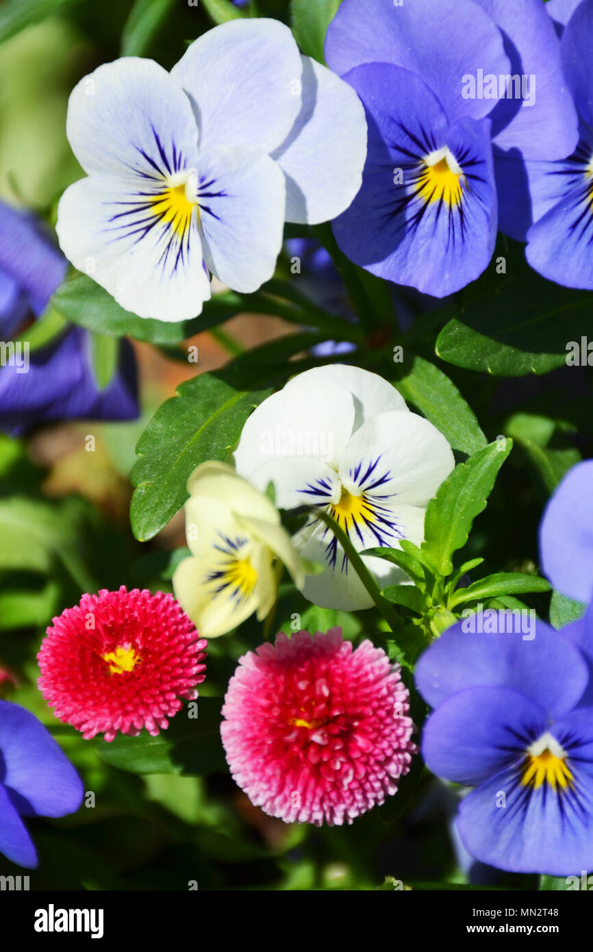 Close-up of pansies Stock Photo