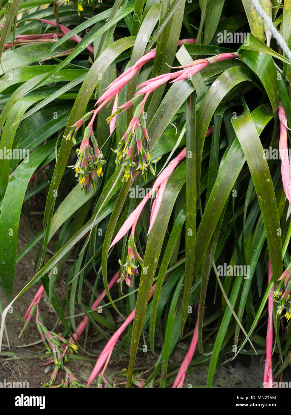 Yellow and green flowers emerge from pink bracts of the summer blooming, half-hardy bromeliad, Billbergia nutans Stock Photo