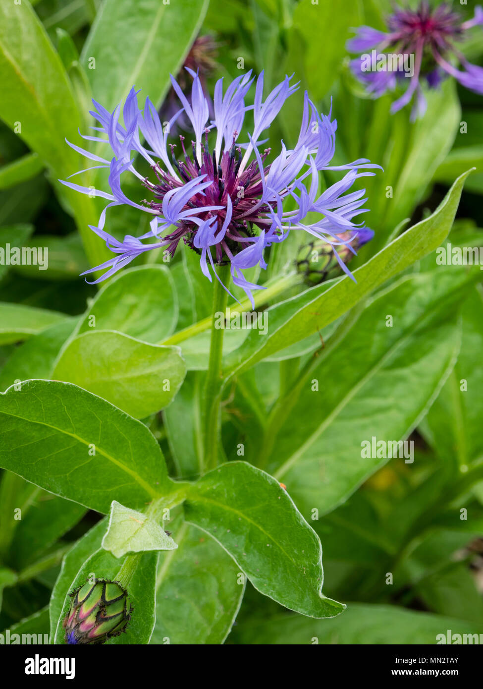 Blue Flowers With A Reddish Center Of The Cottage Garden Perennial