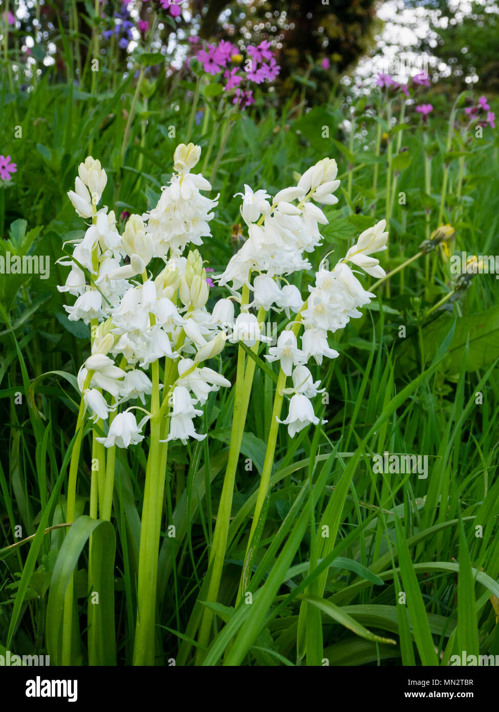 White form of the hybrid cross between the English and Spanish bluebell, Hyacinthoides x massartiana 'Alba' naturalised in a meadow Stock Photo