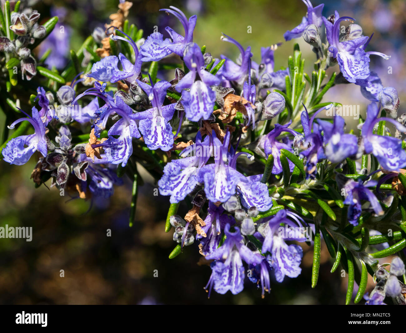 Dark blue flowers of the culinery herb rosemary variety, Salvia rosmarinus 'Severn Sea' Stock Photo