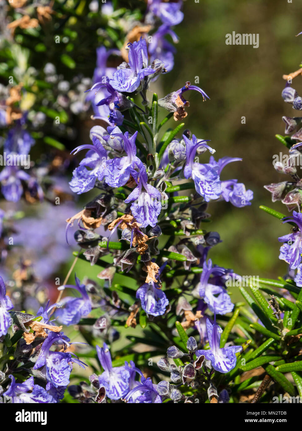 Dark blue flowers of the culinery herb rosemary variety, Salvia rosmarinus 'Severn Sea' Stock Photo
