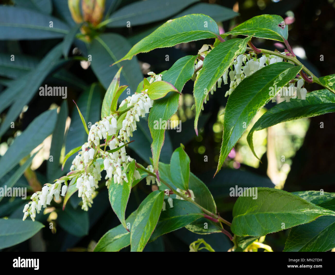 White flowers and arching stems of lightly variegated foliage of the hardy shrub, Leucothoe fontanesiana 'Rainbow' Stock Photo
