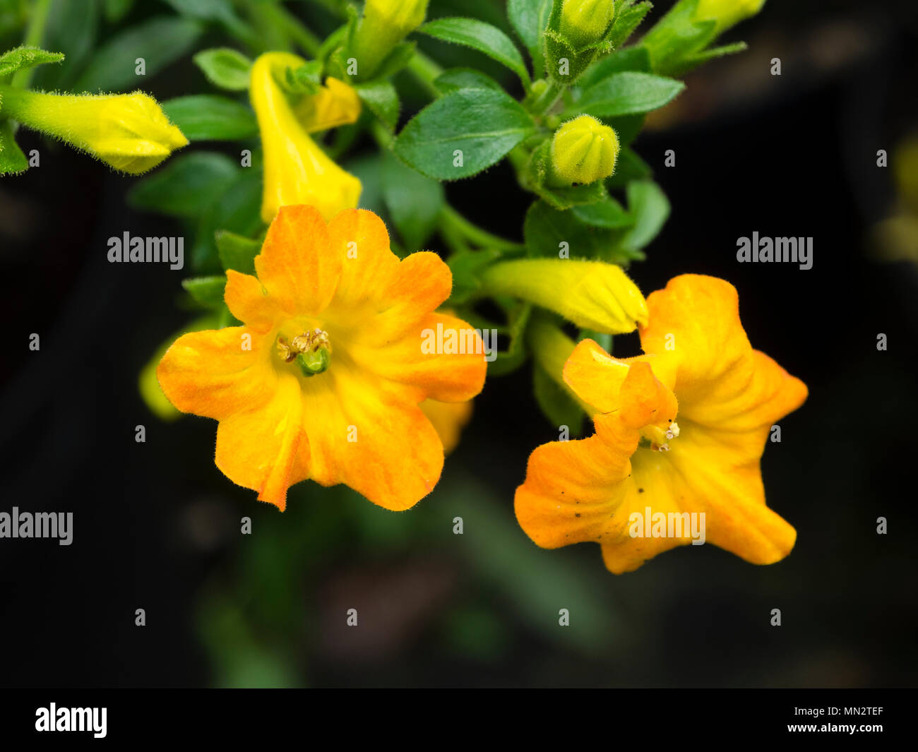 Red orange flowers of the Spring to summer flowering Marmalade bush, a tender, shrubby consevatory plant Stock Photo