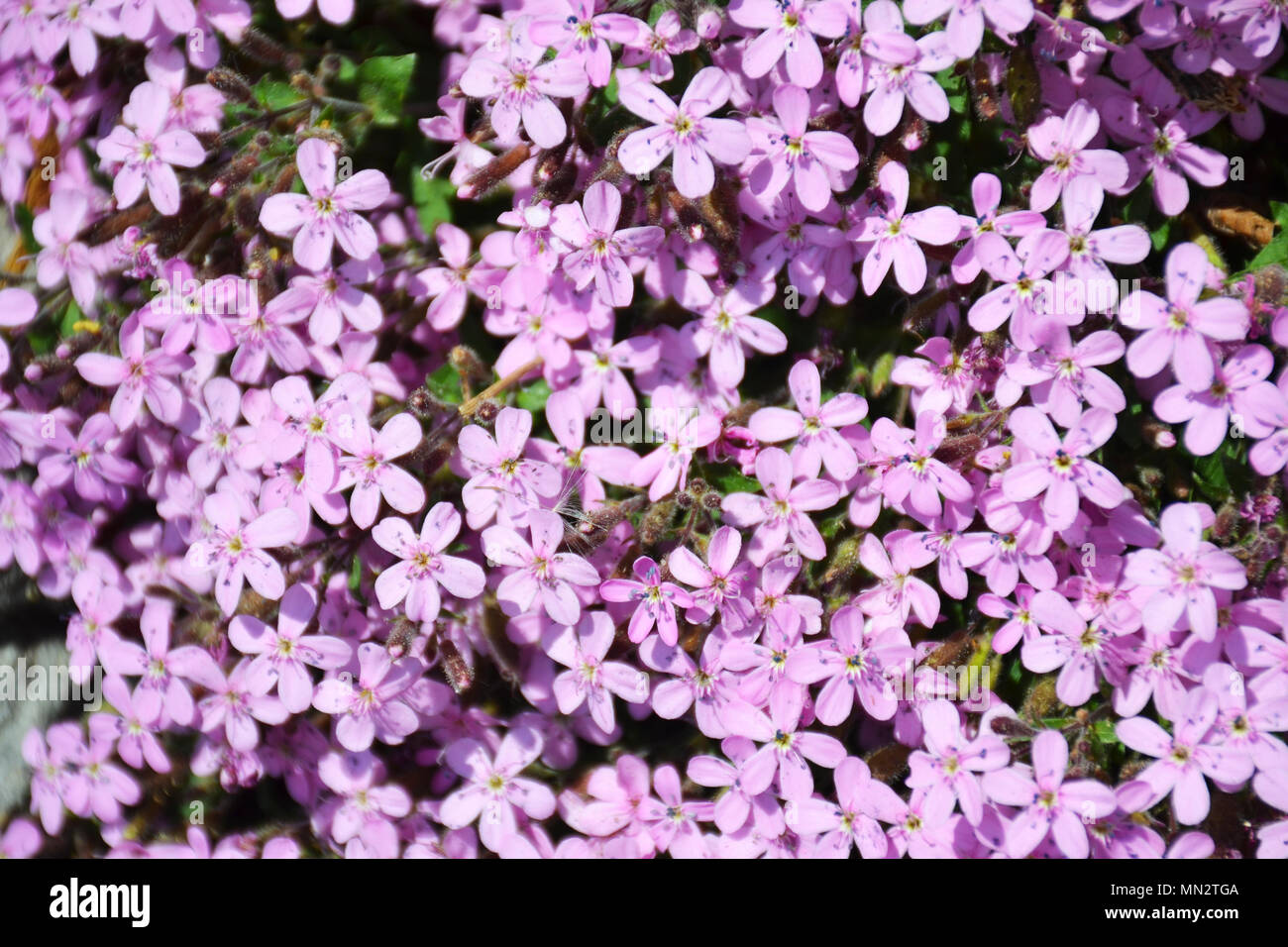 Wild purple flowers in a field Stock Photo - Alamy