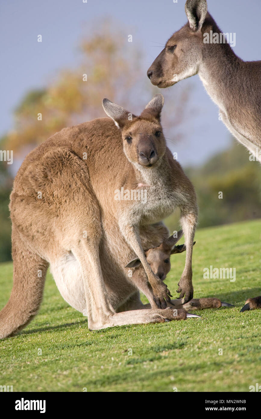 Wild Australian Kangaroos enjoying the lawn of a Golf Course in Western