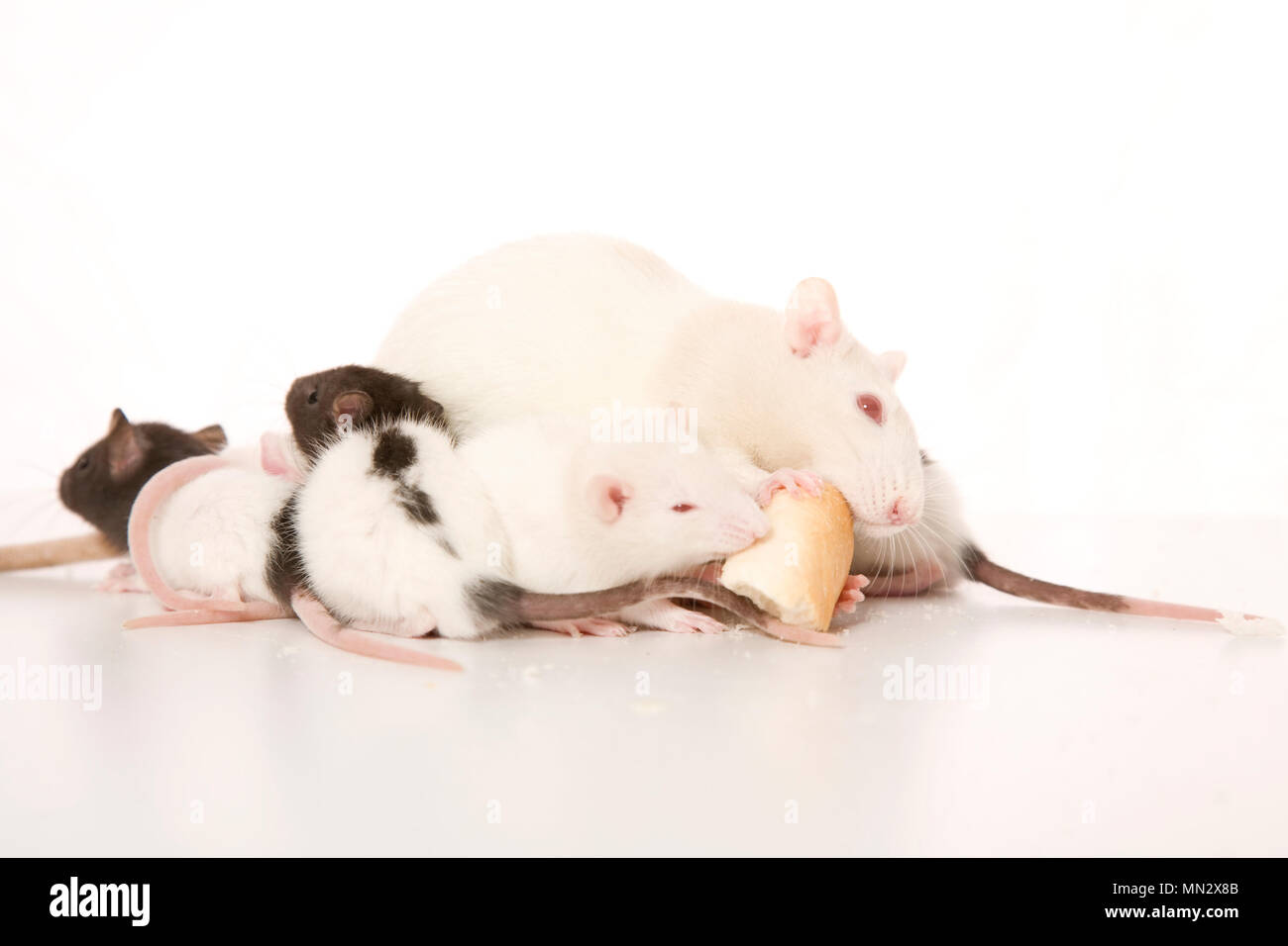 Baby rats hires stock photography and images Alamy