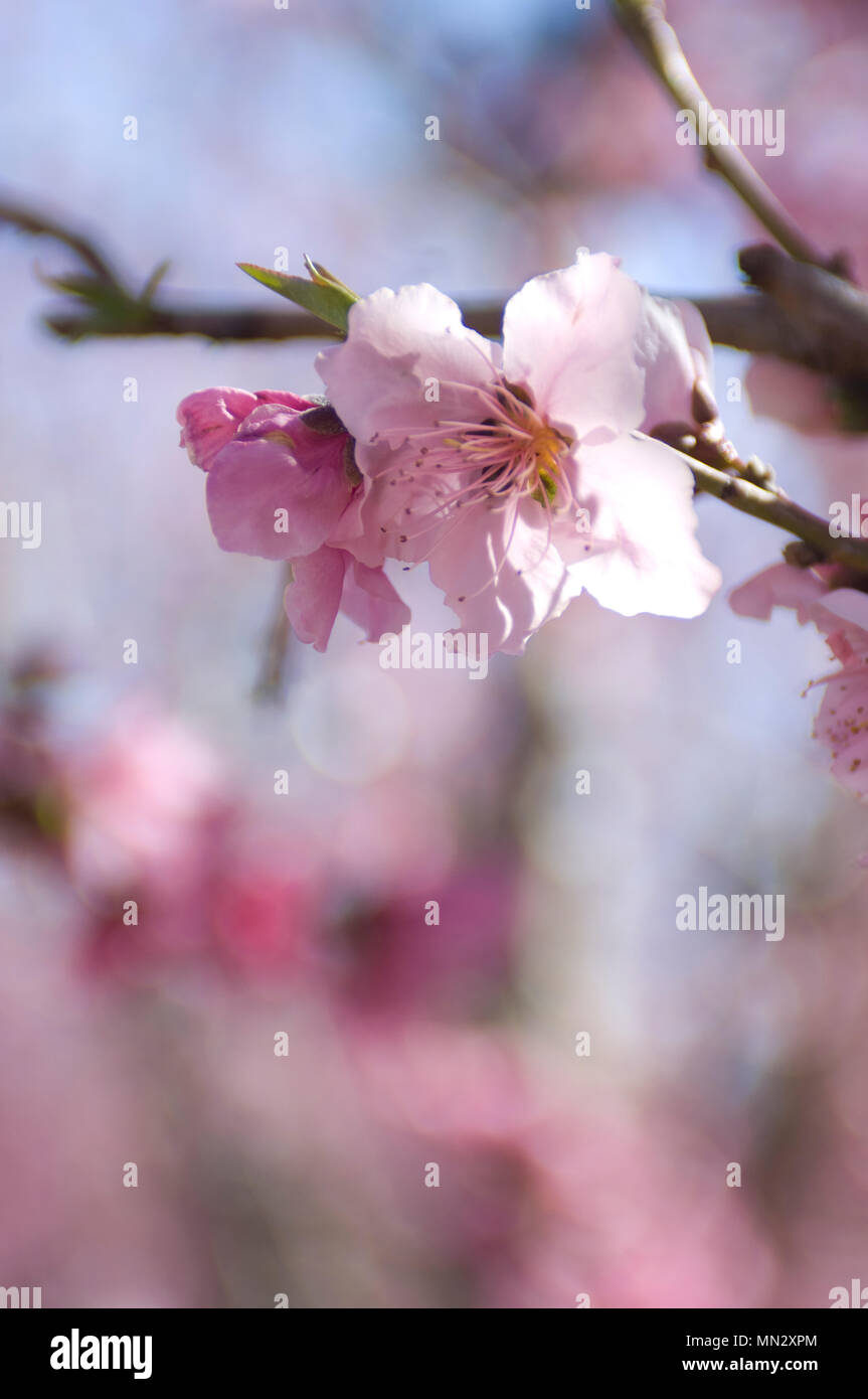 A almond tree blossoms in the Central Valley of California. Stock Photo