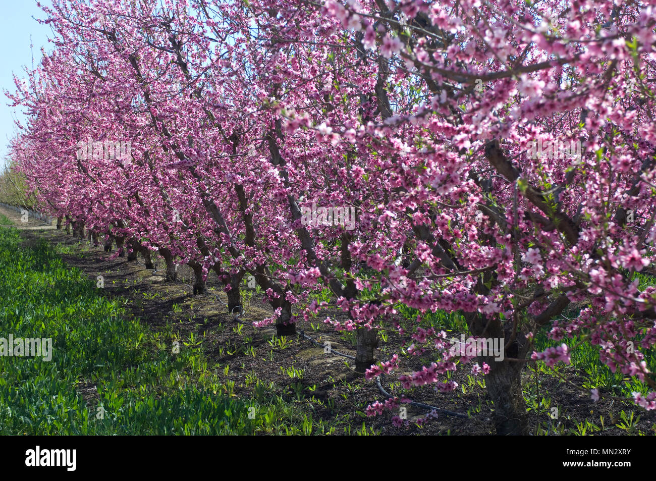 Almond trees covered in blooming pink flowers, grow in rows in the California Valley. Stock Photo