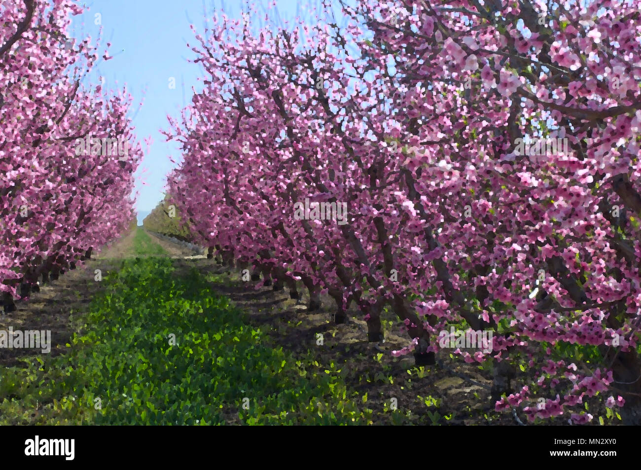 A digitized watercolor of almond trees in the California Valley. Stock Photo