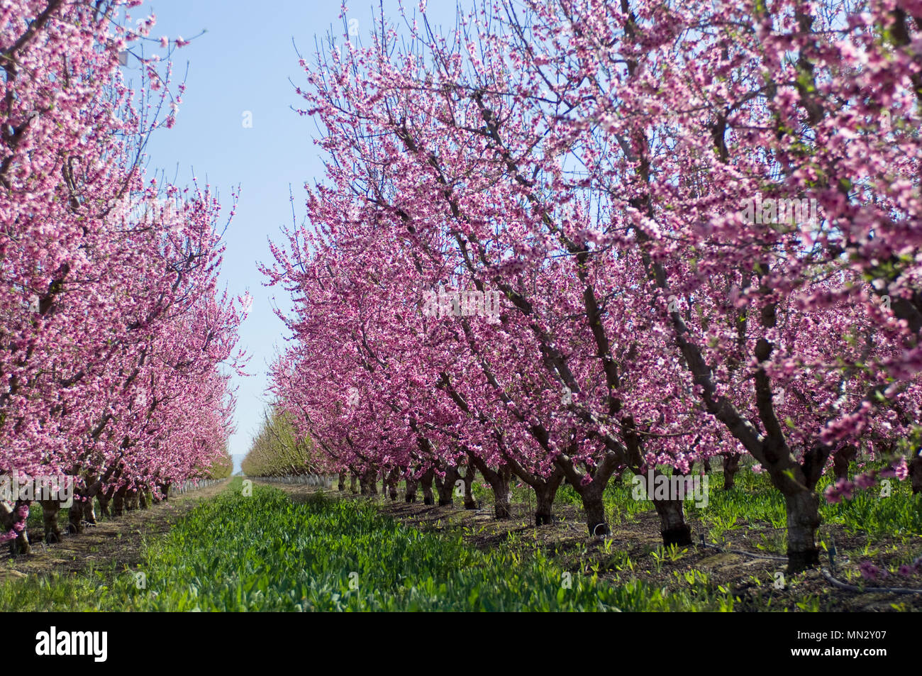 Almond trees covered in blooming pink flowers, grow in rows in the