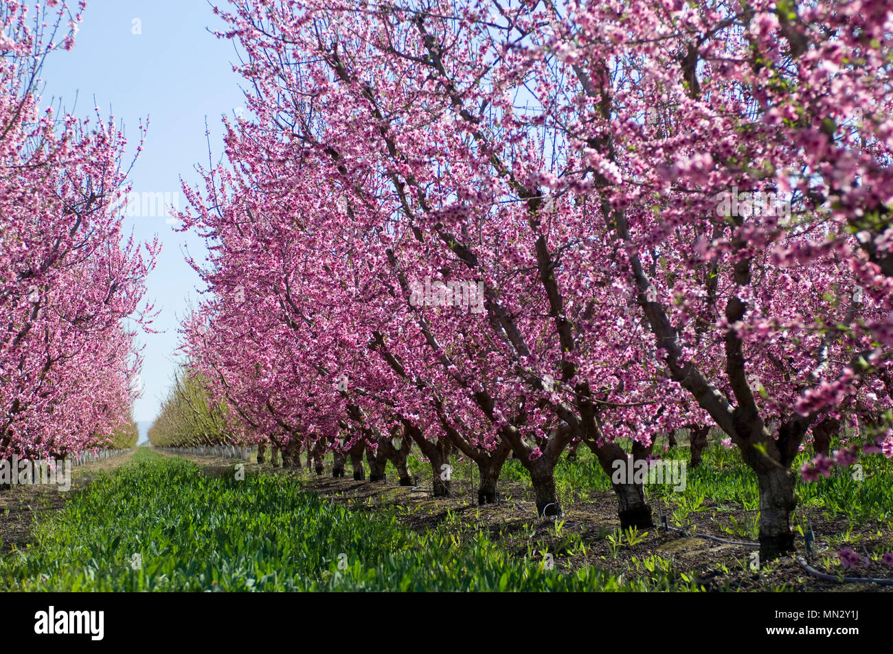 Almond trees covered in blooming pink flowers, grow in rows in the California Valley. Stock Photo