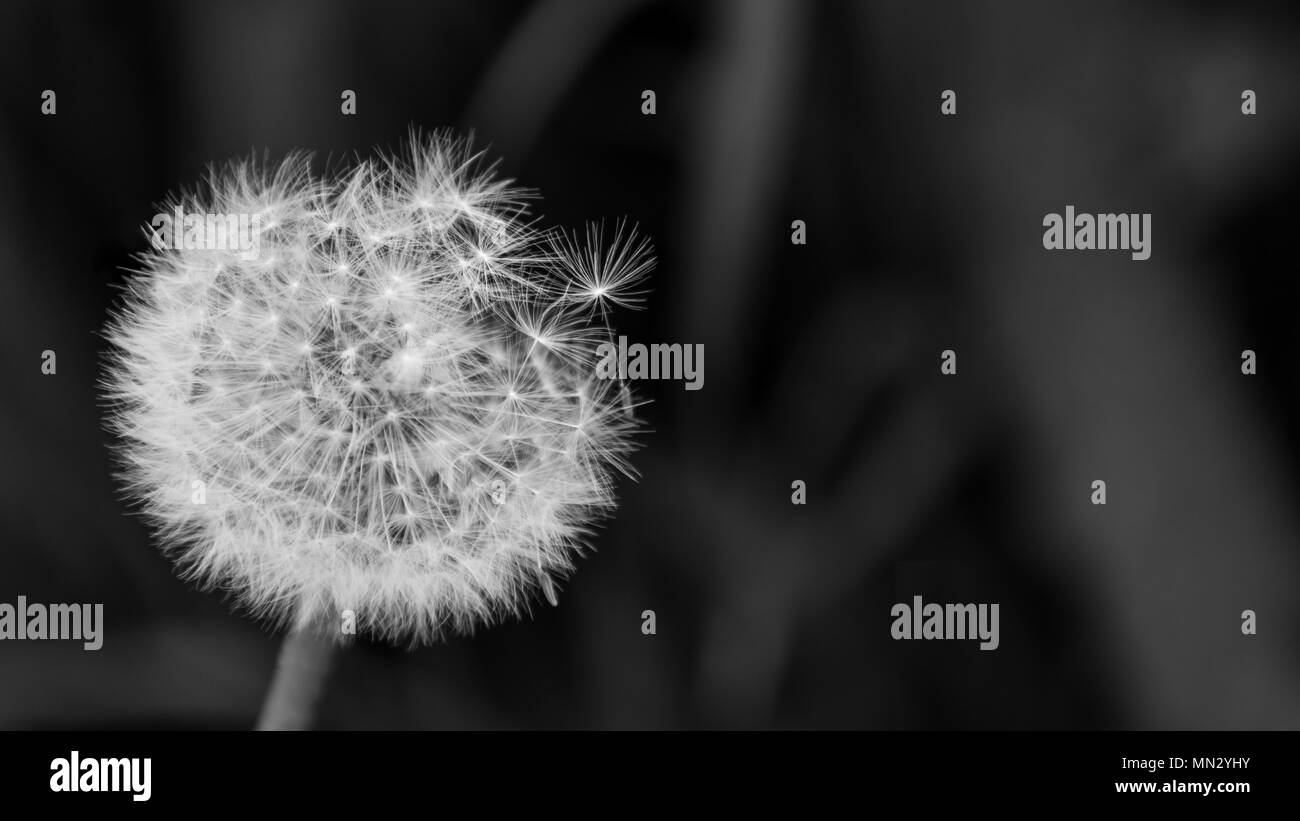 Close-up of fluffy overblown dandelion head. Taraxacum officinale. Beautiful black and white blowball. Fragile seeds. Dark sad background. Copy space. Stock Photo