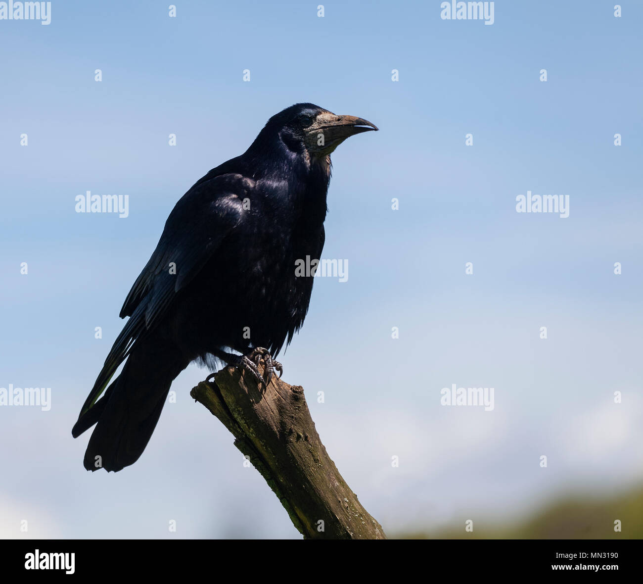 Rook bird uk hi-res stock photography and images - Alamy