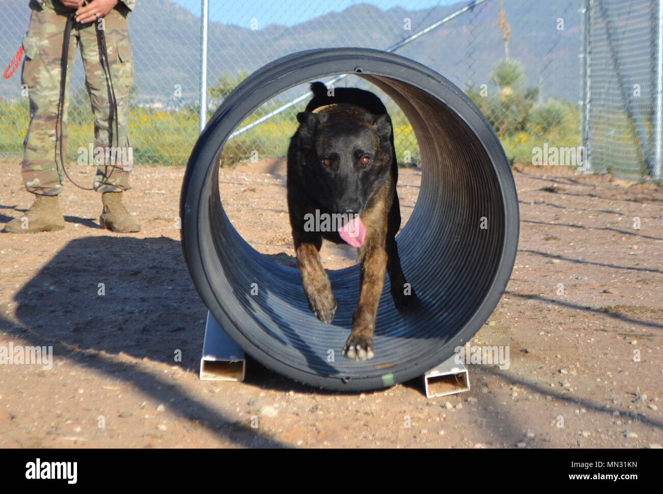 Kyra, 4, a Dutch Shepherd military working dog assigned to the 513th Military Police Detachment, 93rd Military Police Battalion, runs through an obstacle at the detachment’s K-9 kennel at fort Bliss Aug. 25, 2017.  Photo by Wendy Brown, Fort Bliss Bugle Stock Photo