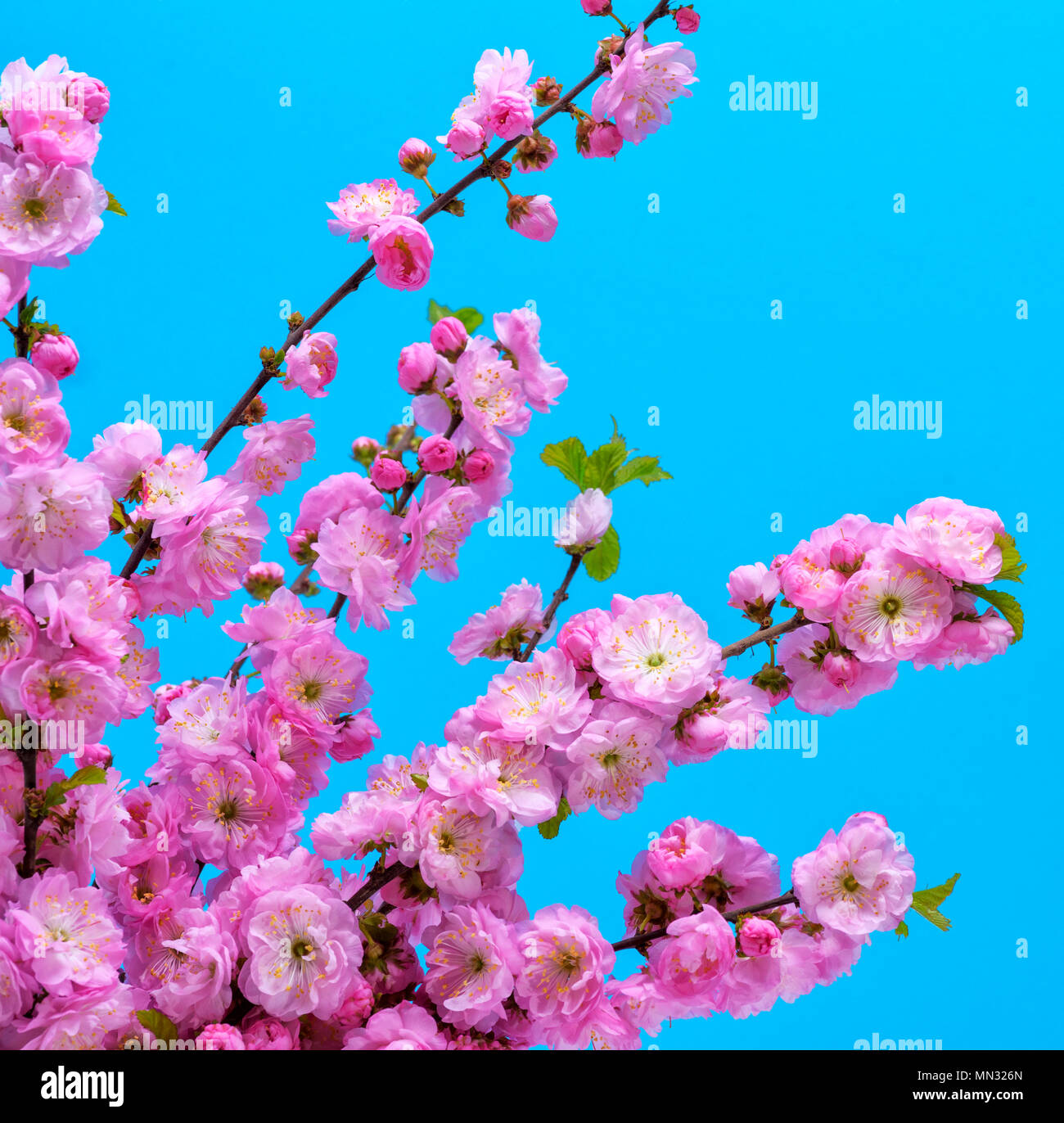 branches with pink flowers Louiseania triloba on a blue background Stock Photo