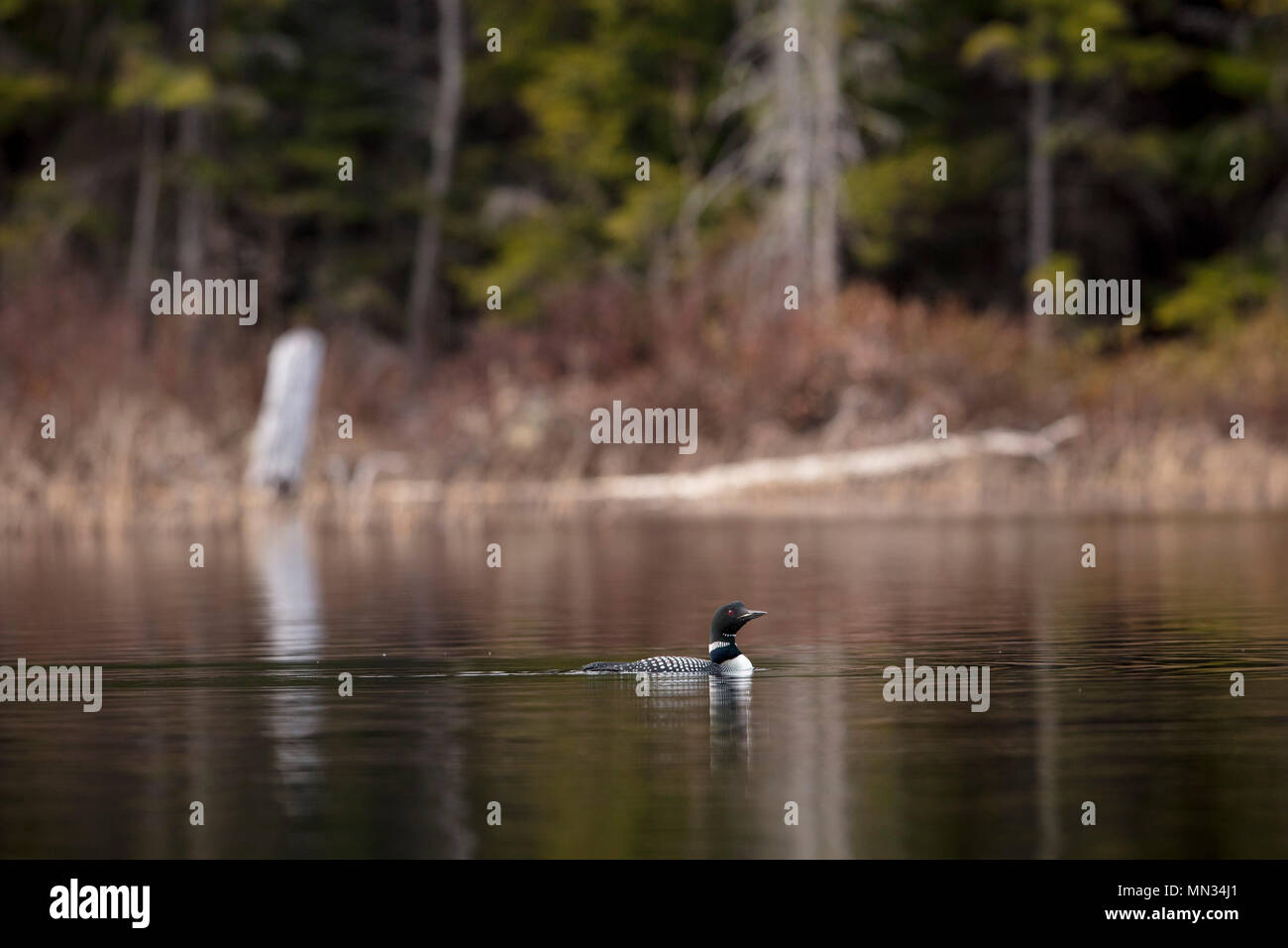 MAYNOOTH, ONTARIO, CANADA May 11, 2018 A Common Loon (Gavia immer